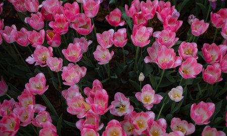 Tulips. Beautiful bouquet of tulips. colorful tulips. tulips in spring,colourful tulipの写真素材
