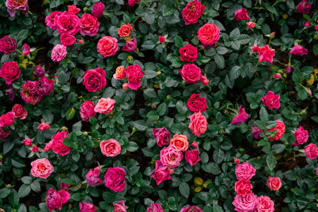Colorful roses blooming in the garden, beautiful nature background.の写真素材
