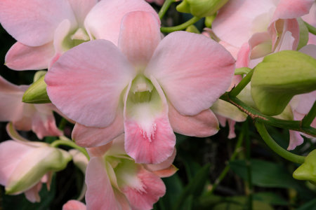 Beautiful pink orchids in the garden. Close up.の写真素材