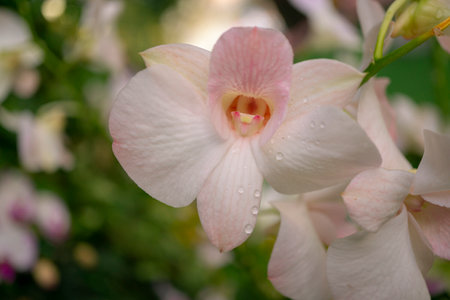 Beautiful pink-white orchid flowers in the garden. Floral background.の写真素材