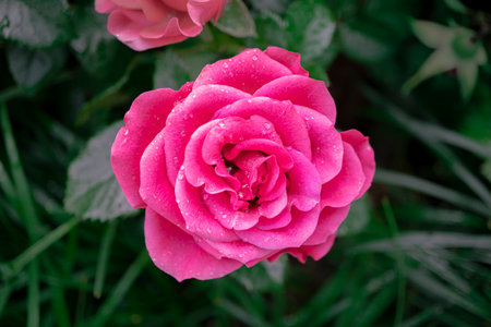 Beautiful pink rose with water droplets on the petals.の写真素材