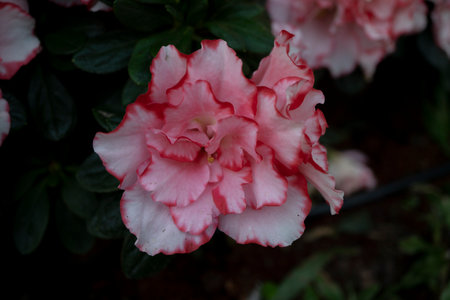 Azalea is a genus of flowering plants in the Rhododendron family.の写真素材