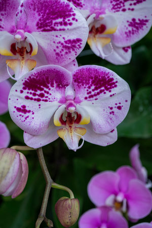 Pink and white orchids, phalaenopsis, close upの写真素材