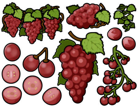 Various grapes (with main line)の写真素材