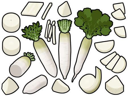 Various daikonの写真素材