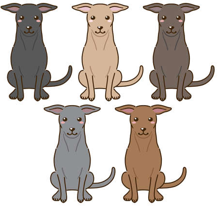 Italian Greyhound with various coat colors(solid coat color)のイラスト素材
