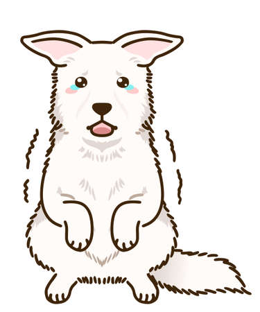 Frightened White Swiss Shepherd Dogのイラスト素材