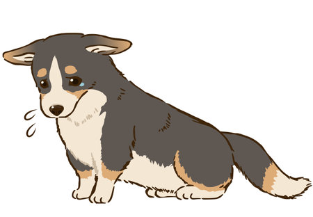 Sitting and sad corgi (tri-color)のイラスト素材