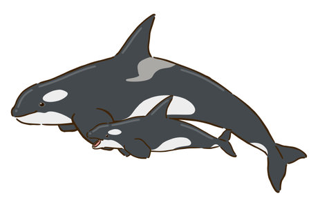 Killer whale parent and childのイラスト素材