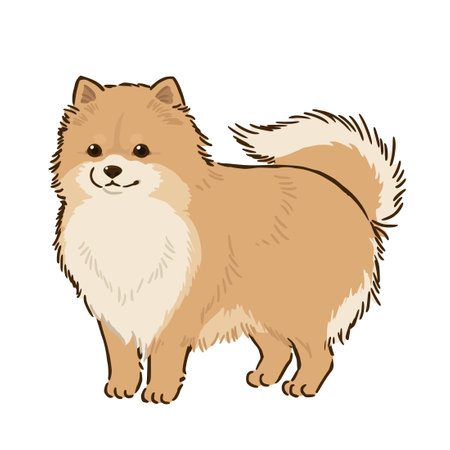 Pomeranian (orange)のイラスト素材