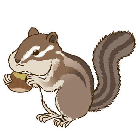 Chestnut-eating chipmunksのイラスト素材