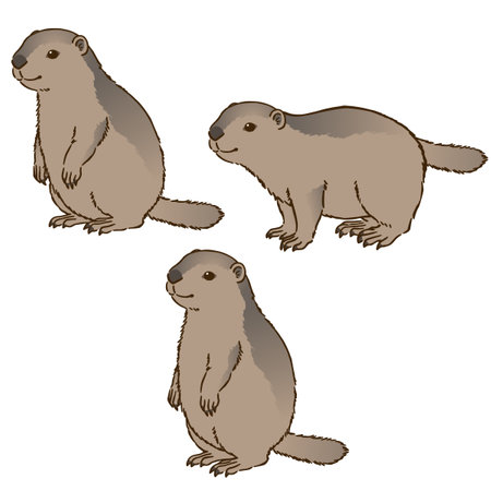 Marmots in various posturesのイラスト素材