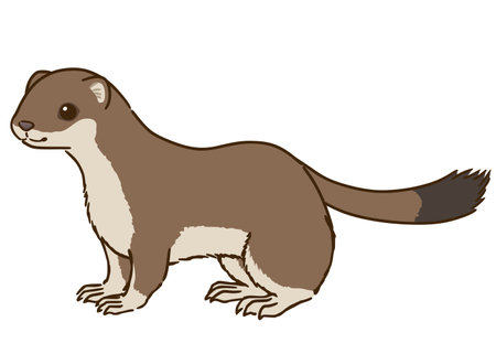 Stoat (summer hair)のイラスト素材
