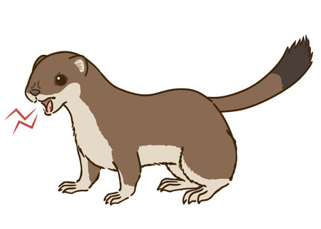 Angry Stoat (Summer Mo)のイラスト素材
