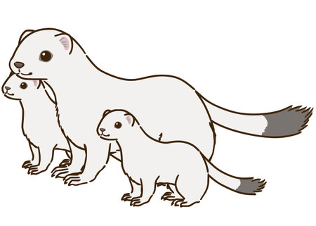 Parent-child stoat (winter hair)ãのイラスト素材