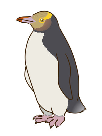 Kigashira Penguinsのイラスト素材