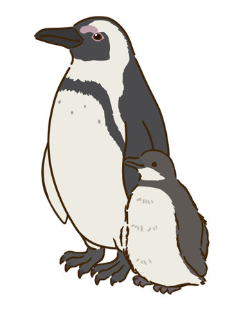Cape penguin parent and childのイラスト素材