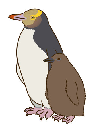 Yellow-bellied penguin parent and childのイラスト素材