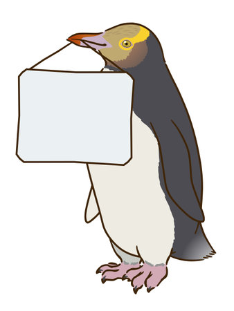 Yellow-bellied penguin holding a message boardのイラスト素材