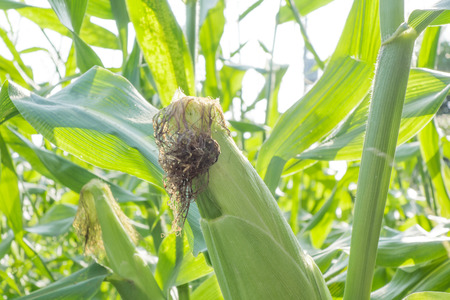 Cornfield
