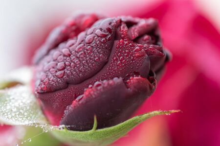 Macro photo of a red rose in the morning with water droplets on itの写真素材