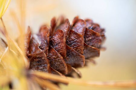 Close up photo of a pineconeの写真素材