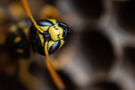 Macro photo of a wasp staring into the camera from the vaspieryの写真素材