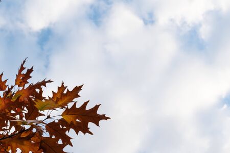 Leaves at autumn with clouds in the backgroundの写真素材