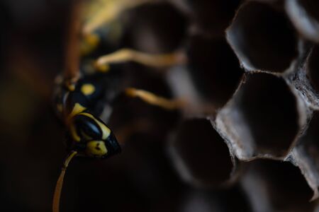 Wasp in the vespiaryの写真素材