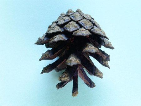 Pine cone