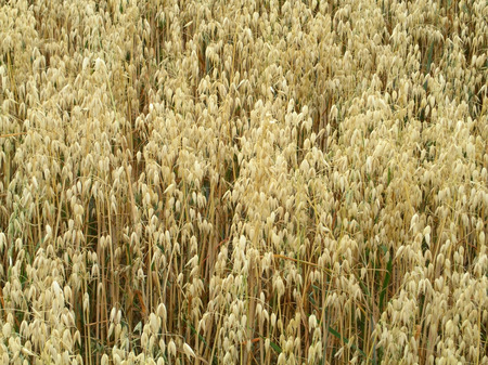 oats