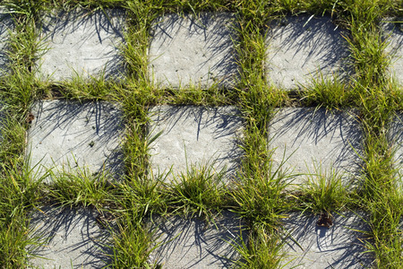grass growing between pavement squaresの写真素材