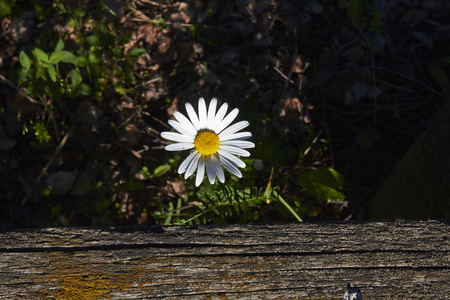 Leucanthemum vulgare; Oxeye daisy; common daisyの写真素材