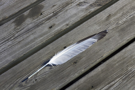 featherの写真素材