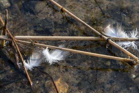 white feathers floating on shallow waterの写真素材