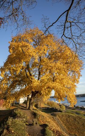 yellow maple tree autumn foliage in city park, Lappeenranta Finland