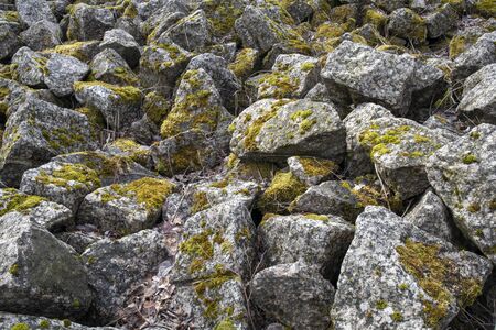 grey stones covered with green mossの写真素材