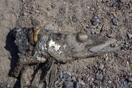 dead pike rotting on groundの写真素材