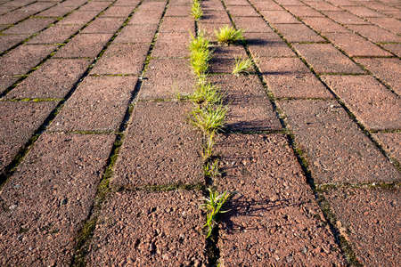 grass growing between pavement tilesの写真素材