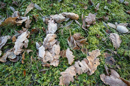 frosty leaves on ground