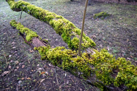 Moss growth on tree branchの写真素材