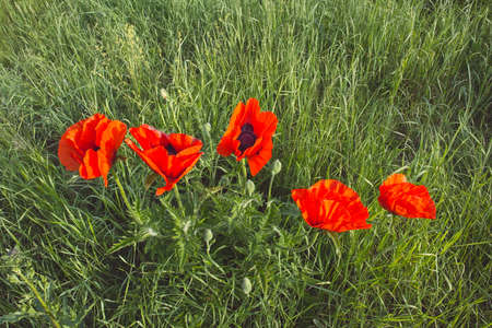 red poppy flowers in a field