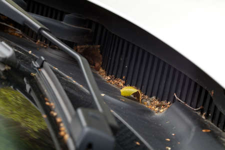 plant seeds on car windowの写真素材