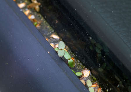 plant seeds and sprouts on car window