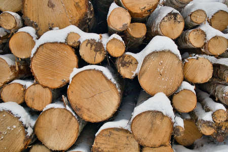 Snow covered birch tree logs in winter