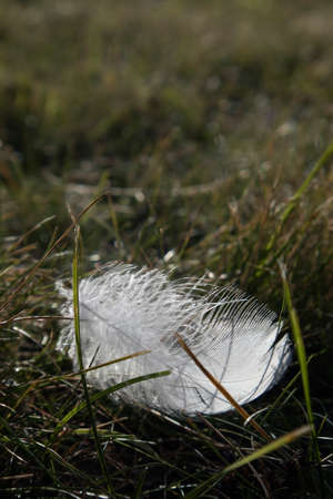 white feather on the lawn