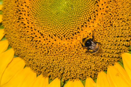 Bumblebee and sunflower at autumn