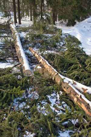 A cut spruce tree in city park in winter, Lappeenranta Finlandの写真素材