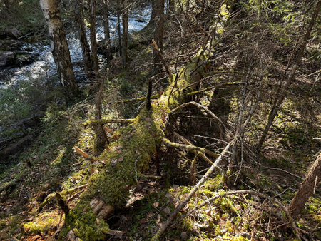 Fallen tree decaying in forest