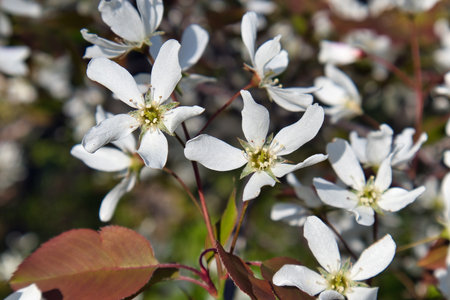 Smooth serviceberry, Amelanchier laevis flowers